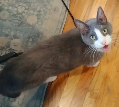 Dillon