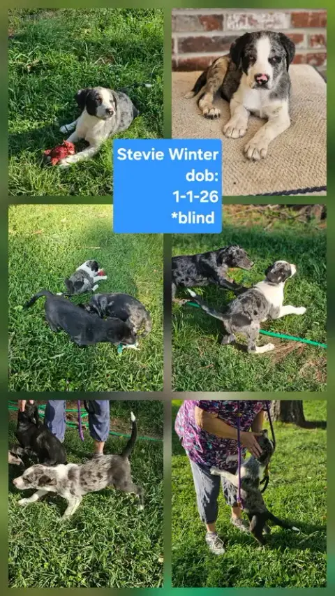 Stevie Winter