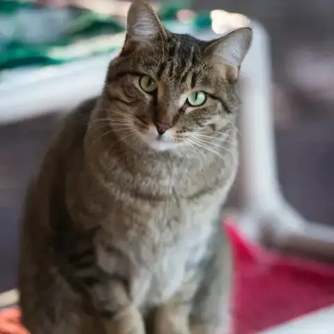 Jinksies photo 3