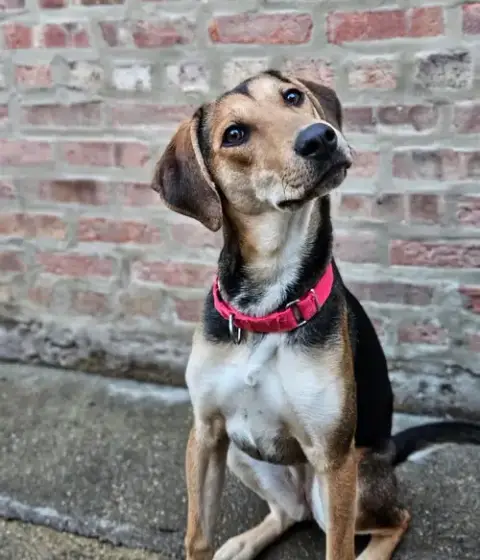 Shelby(Reduced Fee!)