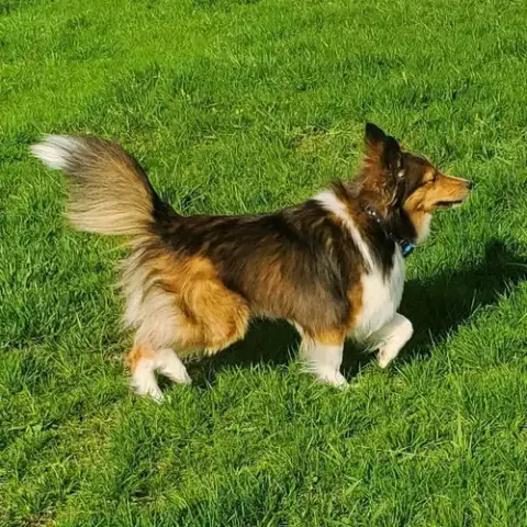 Luna photo 2