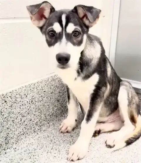 Toto