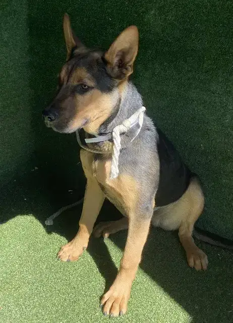 Alpha
