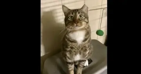 Catman