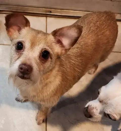 Buttercup
