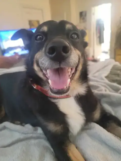 Roscoe photo 4
