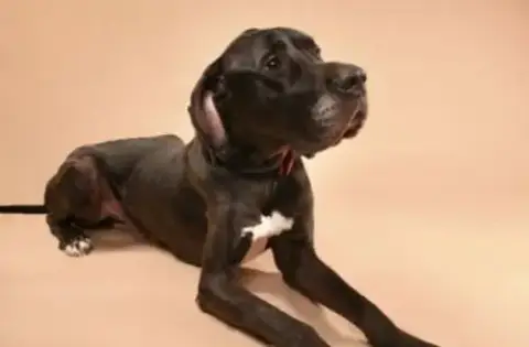 Creek Adoption Pending! photo 5