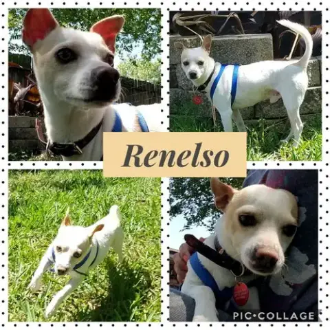 Renelso photo 2
