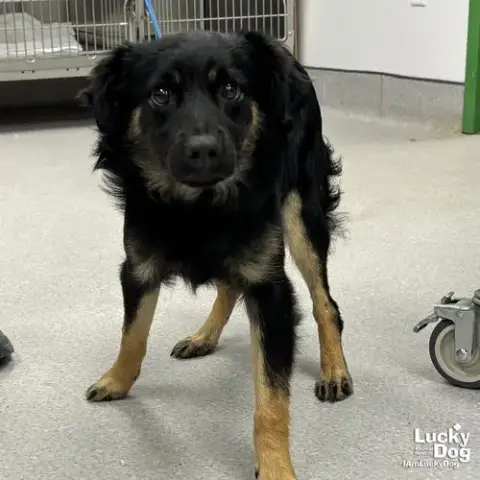 Pedro