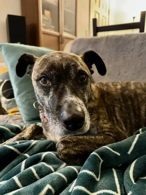 Trixie photo 4