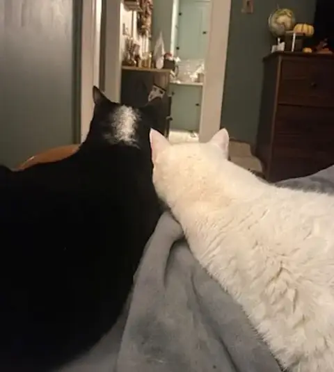 Fancy And Felix photo 5