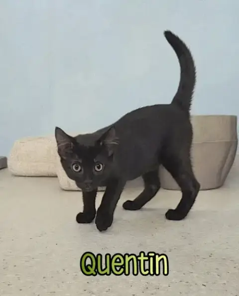 Quentin