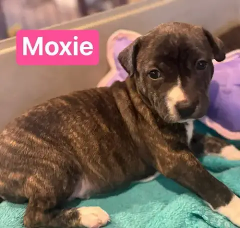 Moxie