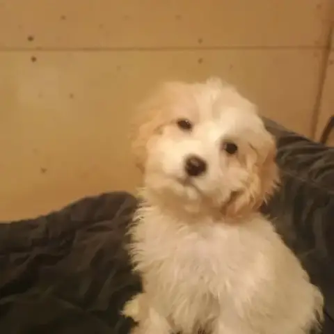 Bandit