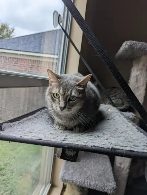 Nala photo 2