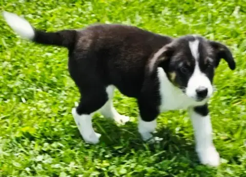 Puppy Bear Bear photo 4