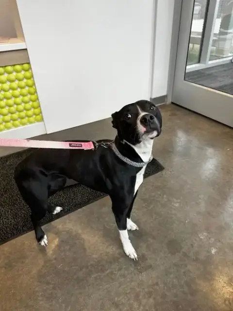 Molly photo 3