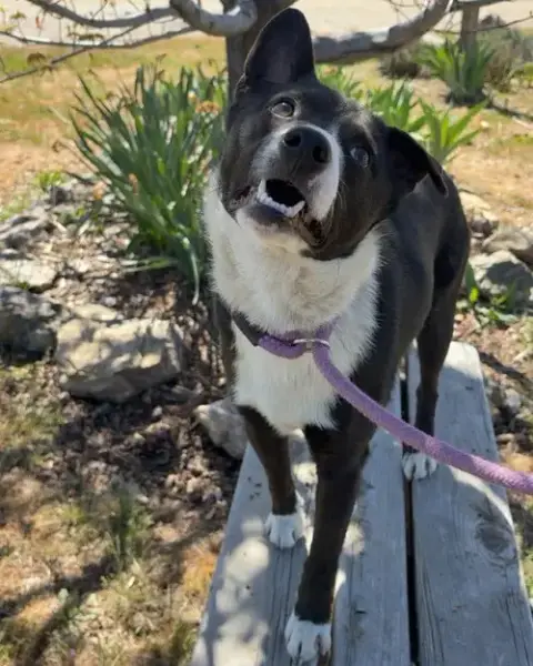 Homer photo 5
