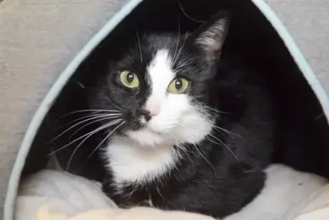 Loki