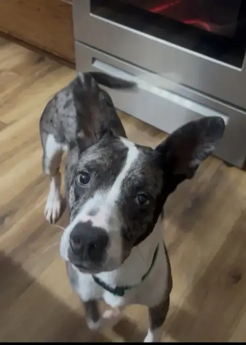 Banjo photo 4