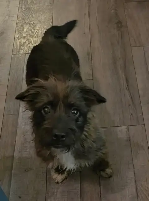 Desi Lou