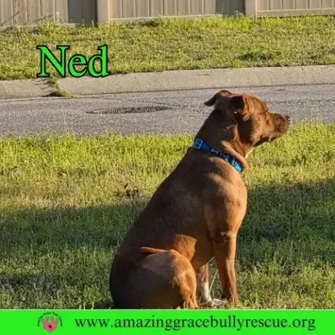 Ned photo 4