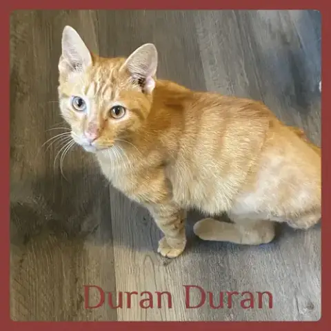 Duran Duran