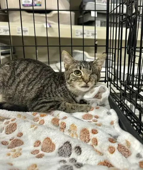 Sesame Kitties