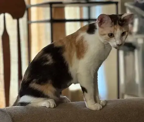 Anastasia Buttercup Napa Petco photo 3