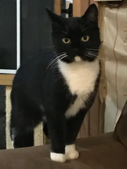 Daphne