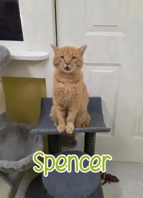 Spencer photo 4