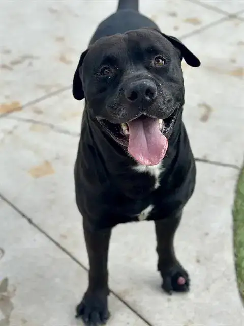 Rambo