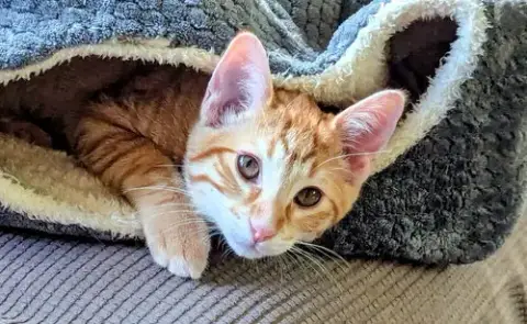 Cheddar photo 4
