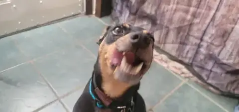 Rosco photo 3
