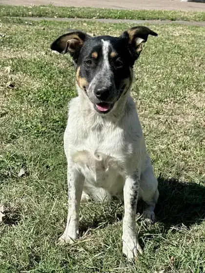Oreo