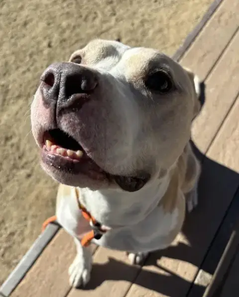 Hank photo 4