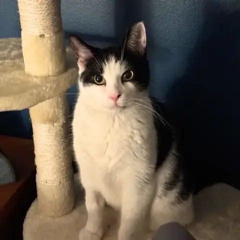 Lil' Sir photo 4