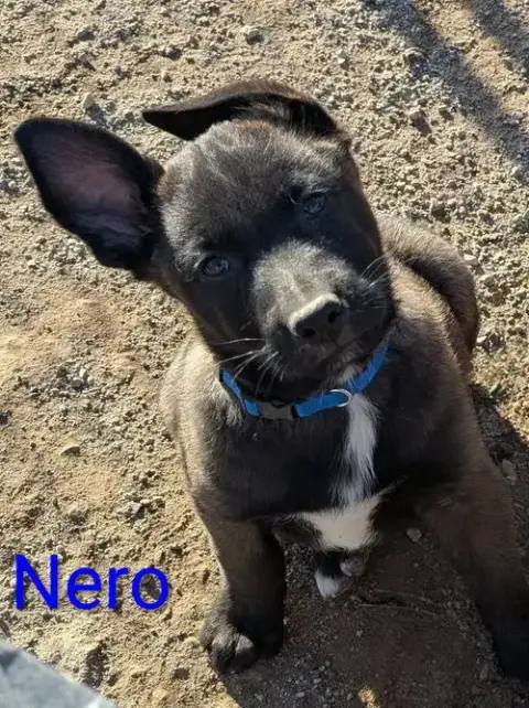 Nero photo 5