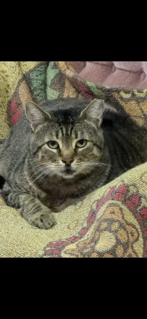 Hank The Tank