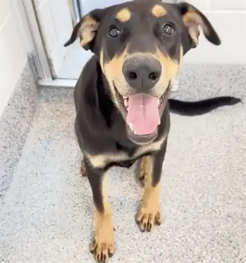 Dante