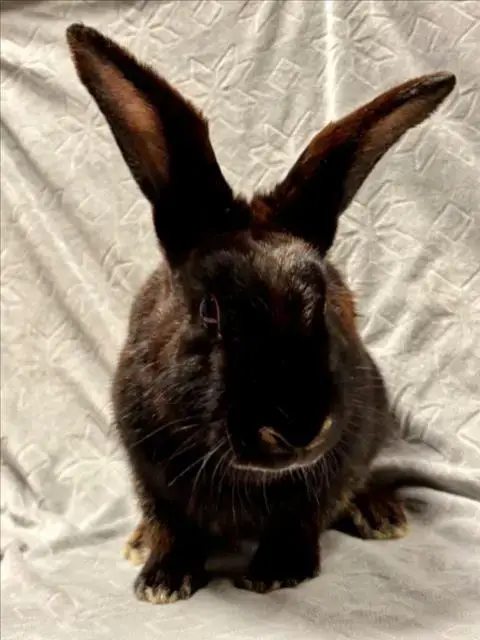 Truffle*