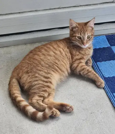 Charlie-Boy