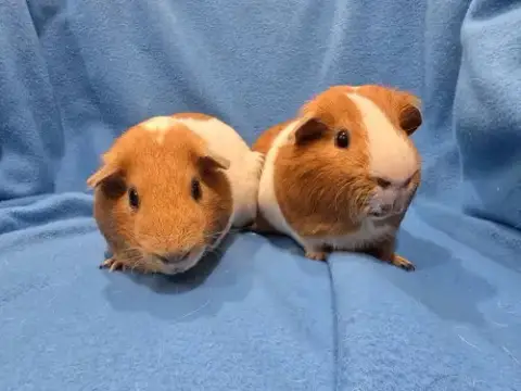 Tater & Tot photo 3