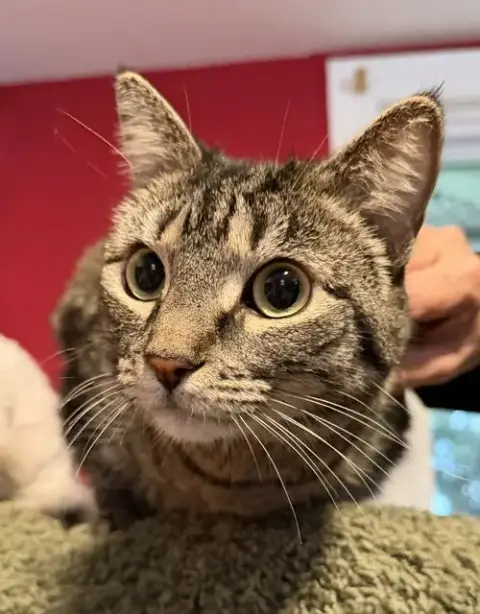 Lily- Declaw