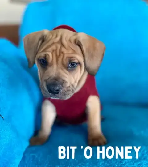 Bit O Honey