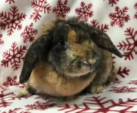 Heidi