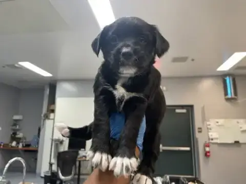 Pippa