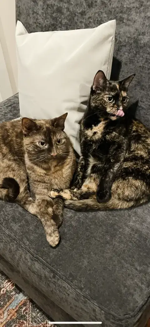 Olive & Ginger
