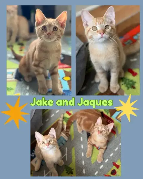 Jack And Jacque photo 4