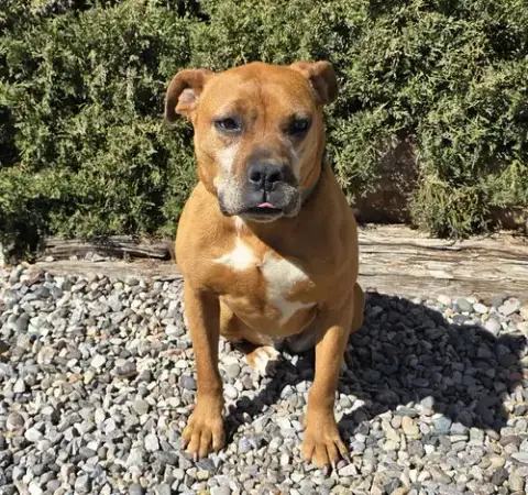 Alluring Ms Artesia ~ Brilliant Boxerbull photo 3